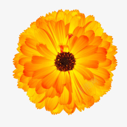 橙黄色有观赏性撕边的一朵大花实素材