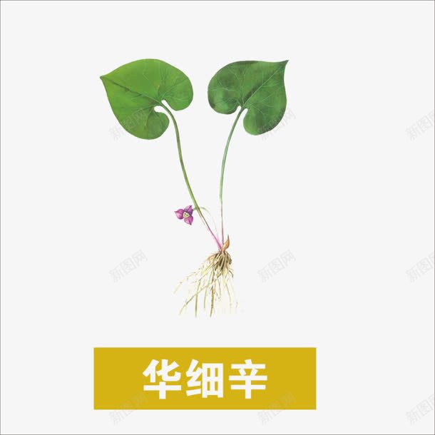 草药png免抠素材_88icon https://88icon.com 中药 华细辛 草药图片