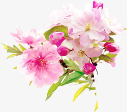 粉红色花朵素材
