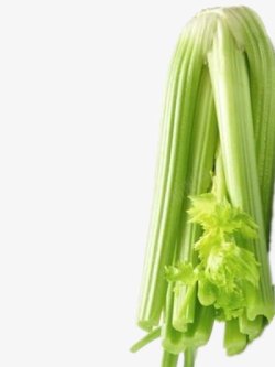 新鲜的芹菜素材