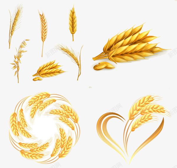 水稻小麦1png免抠素材_88icon https://88icon.com 夏天 小麦 水稻 麦子