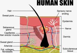 人类皮肤分析素材