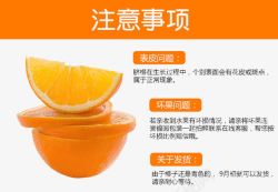 橙子片水果素材