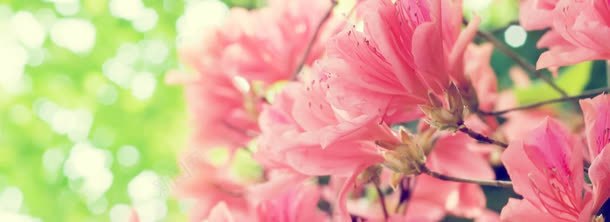 粉色的花背景
