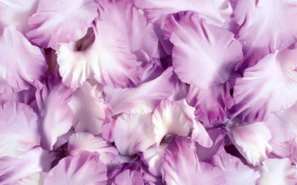 紫色花瓣唯美浪漫背景