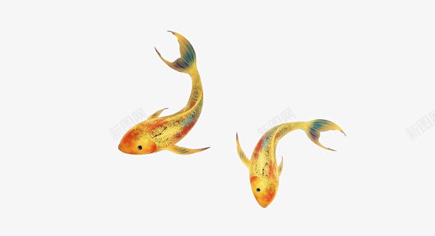 两条金鱼png免抠素材_88icon https://88icon.com 年年有鱼 遨游的金鱼 黄色金鱼