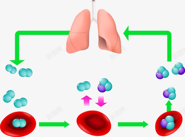 肺部氧气循环png免抠素材_88icon https://88icon.com 循环 氧气 肺部