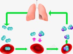 肺部氧气循环素材