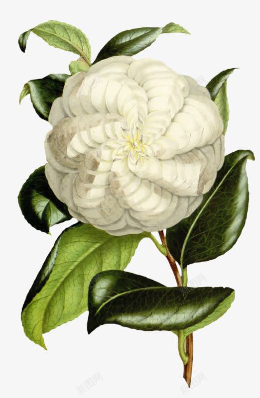 一朵白花png免抠素材_88icon https://88icon.com 可爱 手绘 绿叶 花朵