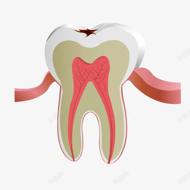 白色牙齿结构图png免抠素材_88icon https://88icon.com 牙齿 白色 结构图