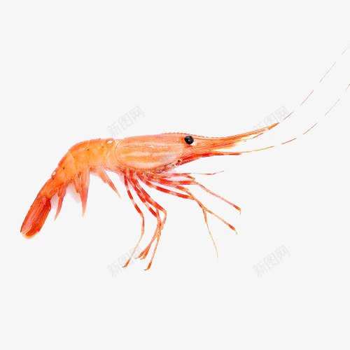 阿根廷红虾png免抠素材_88icon https://88icon.com 产品实物 水产红虾 虾 阿根廷红虾