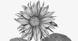 手绘风格黑白向日葵素材