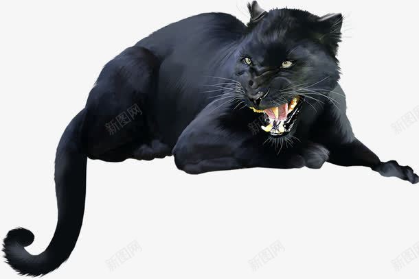 凶狠的黑猫png免抠素材_88icon https://88icon.com 凶狠 动物 黑猫 黑色