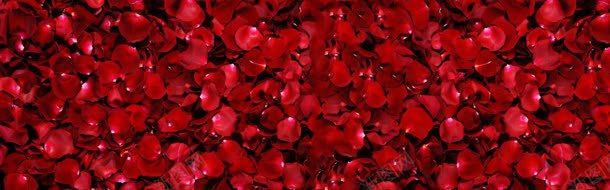 红色花瓣唯美浪漫背景