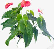 创意摄影绿色植物红色花卉素材