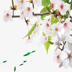 淡粉桃花装饰图png免抠素材_88icon https://88icon.com 树叶 桃花 淡粉色 绿色 装饰图