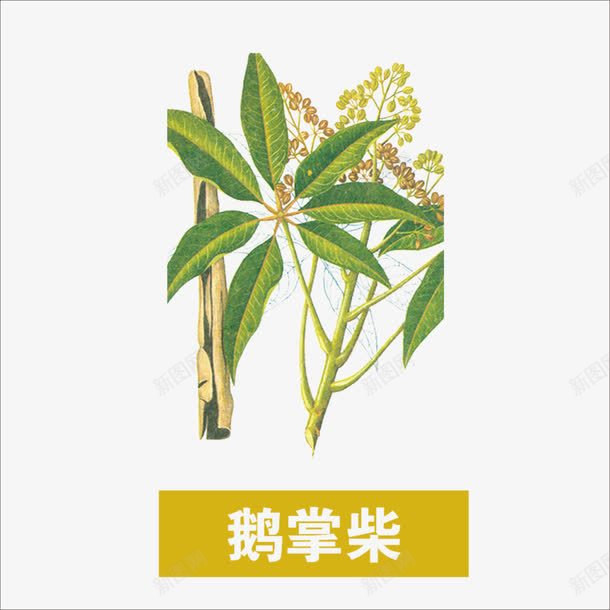 草药png免抠素材_88icon https://88icon.com 中药 本草纲目 药材 鹅掌柴