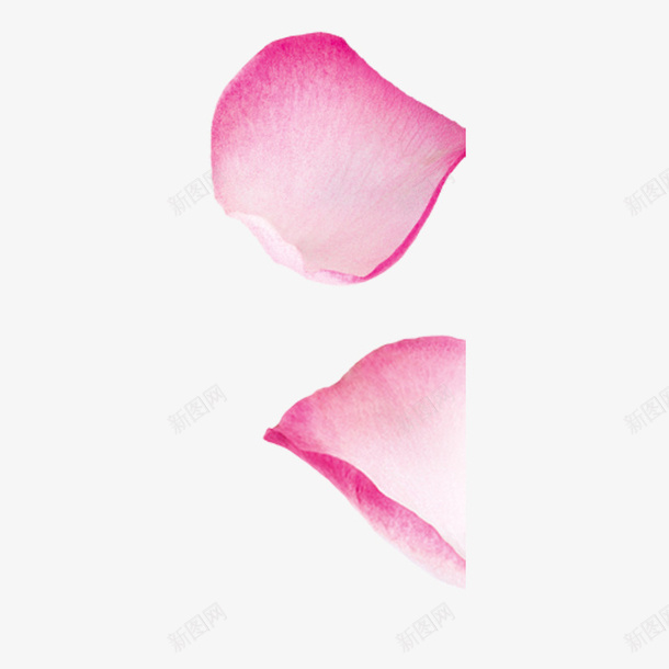 花瓣图png免抠素材_88icon https://88icon.com 玫瑰花瓣 花瓣 花瓣片 花瓣装饰