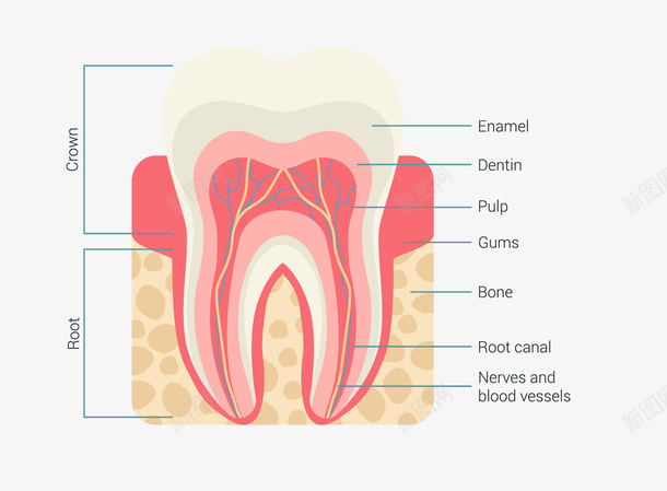 牙齿剖面图矢量图eps免抠素材_88icon https://88icon.com 图表 牙齿 牙齿剖面图 牙龈 牙龈健康刷牙防蛀牙 矢量图