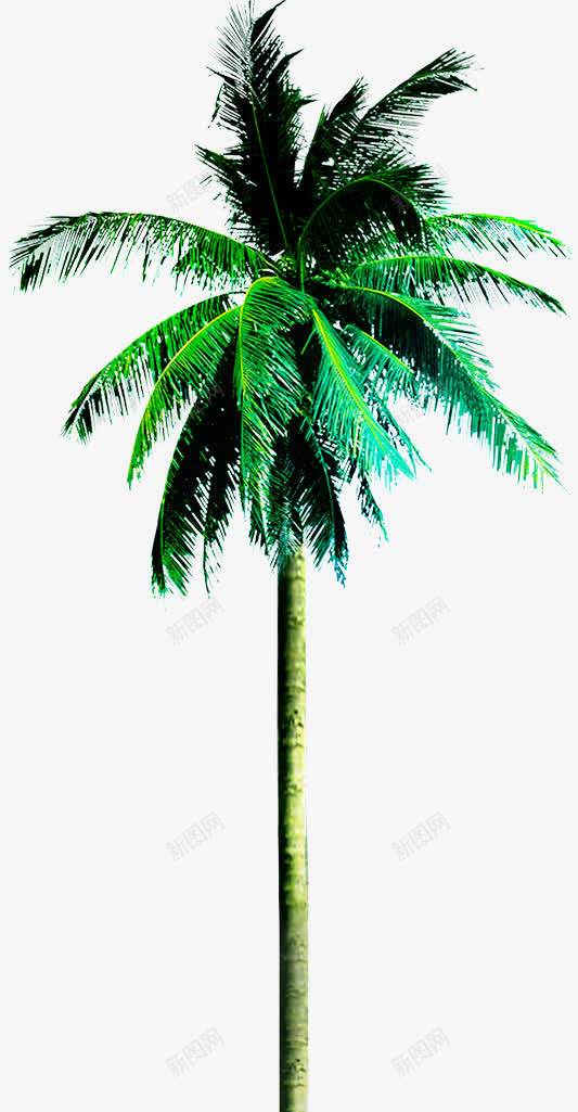 摄影海边的棕榈树png免抠素材_88icon https://88icon.com 摄影 棕榈树 海边