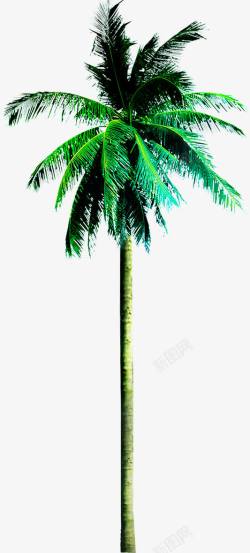 摄影海边的棕榈树素材