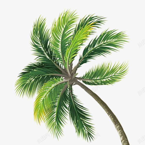 绿色椰子树png免抠素材_88icon https://88icon.com png图形 png装饰 植物 椰子树 绿树 装饰