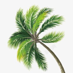 绿色椰子树素材