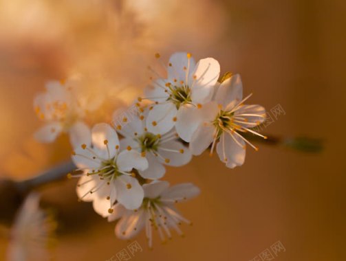 黄蕊白色花朵背景