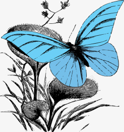蓝色蝴蝶采花蜜插图矢量图素材