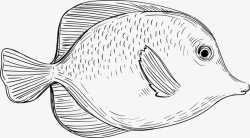 海生生物手绘小鱼素材