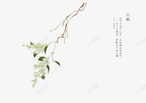 手绘唯美植物花卉png免抠素材_88icon https://88icon.com 卡通 山矾 手绘 手绘插画 插画 插画素材 水彩