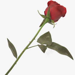 单支玫瑰一支带刺花朵单支玫瑰高清图片