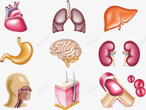 人体器官元素png免抠素材_88icon https://88icon.com 人体 器官 大脑 细胞