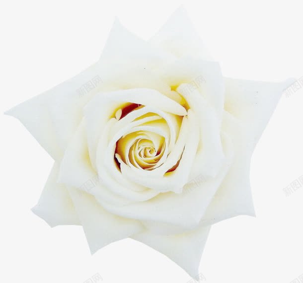 背景元素鲜花背景白色唯美png免抠素材_88icon https://88icon.com 唯美 手绘花朵图片 抽象花朵 植物花卉 白色 花卉 花朵 鲜花相框 鲜花边框
