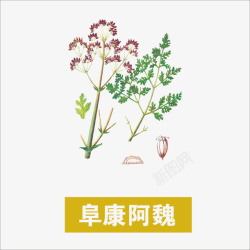 阜康阿魏素材