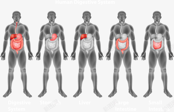 男人人体消化系统矢量图ai免抠素材_88icon https://88icon.com 人体五大系统矢量 人体消化系统 人物 消化系统 消化道 男人 男人消化系统 矢量图