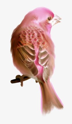 鎵嬬粯绗斿埛珍珠鸟高清图片