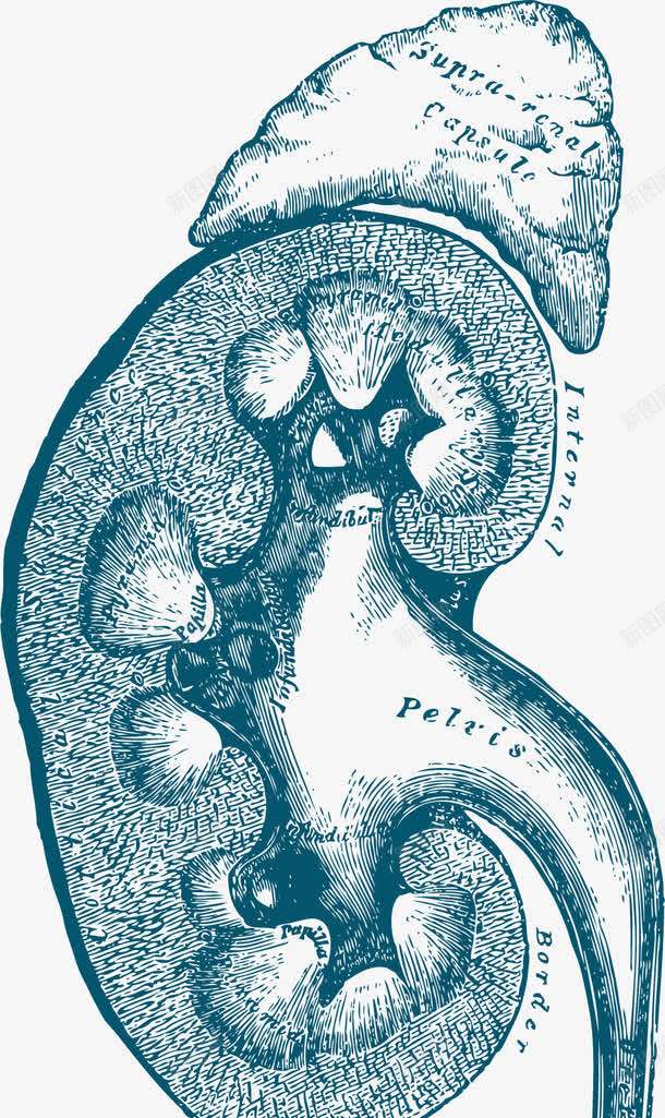 蓝色手绘肾脏器官png免抠素材_88icon https://88icon.com 人体内脏 人体内脏器官 人体器官 内脏 内脏图 器官 手绘器官 蓝色