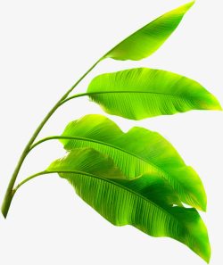 绿色大树叶素材