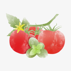 手绘柿子水果健康元素素材