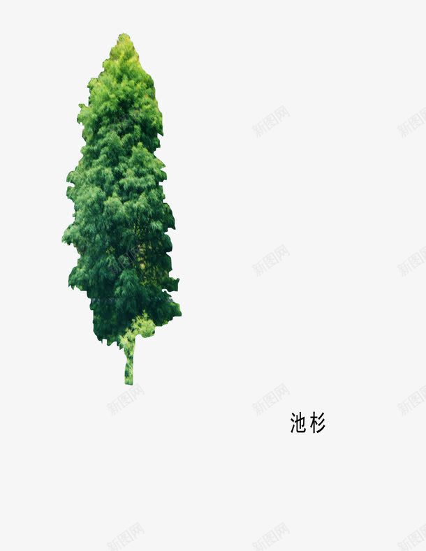 木本植物png免抠素材_88icon https://88icon.com 园林 池杉 绿色