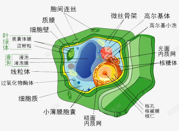 生物学细胞分解图png免抠素材_88icon https://88icon.com 分解图 生物 生物学 科学 细胞