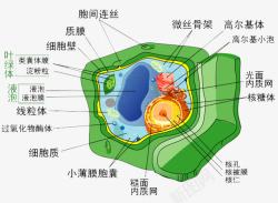 生物学细胞分解图素材