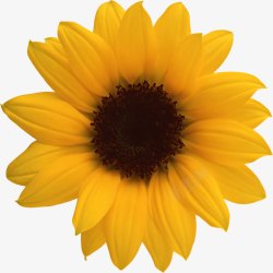 摄影黄色的向日葵花卉效果素材