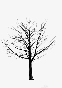 绘画植物树黑白素材