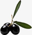 植物黑色果实效果png免抠素材_88icon https://88icon.com 效果 果实 植物 黑色