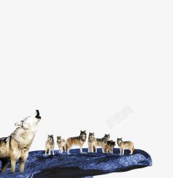 嚎叫的狼群素材