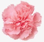 康乃馨粉色花朵素材