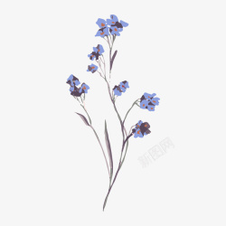 小清新水彩植物花朵插画素材