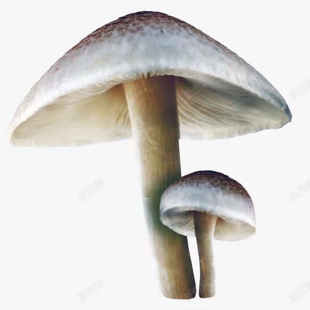 童话世界卡通手绘蘑菇png免抠素材_88icon https://88icon.com 卡通 手绘 童话世界 蘑菇